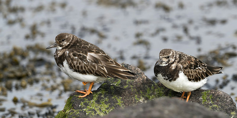 Wild birds resting on rock in Jim Corbett National Park