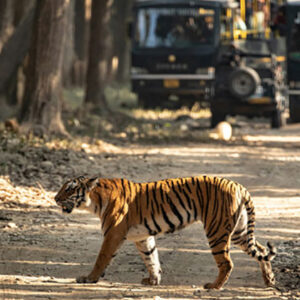 Jim Corbett Tiger Reserve Travel Guide