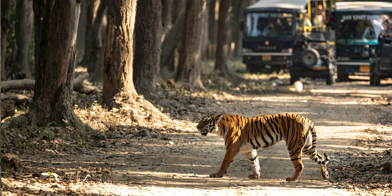 Jim Corbett Tiger Reserve Travel Guide