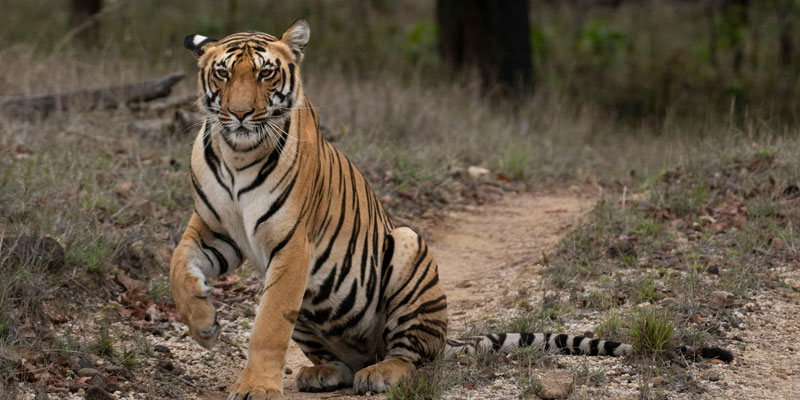 Bengal tiger sitting on forest trail in Jim Corbett Tiger Reserve
