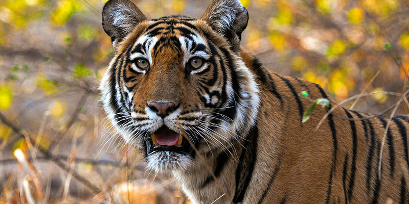 Bengal tiger spotted in Jim Corbett Tiger Reserve Uttarakhand