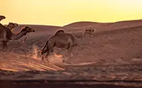 Rajasthan